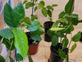 Passiflora "Alata Linhares" Parduodama - nuotraukos Nr. 10