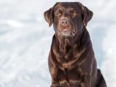 Labradoro retriveris reproduktorius kergimui - nuotraukos Nr. 8