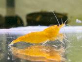Orange Sakura Neocaridina - krevetės - nuotraukos Nr. 3