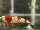 Crystal red shrimp - nuotraukos Nr. 4
