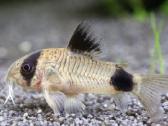 Įv. akvariuminės žuvelės Šiauliuose - nuotraukos Nr. 2