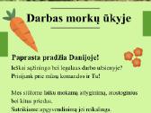 Darbas Danijoje morkų ūkyje