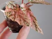 Begonia Snow Capped variegated