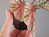 Begonia Snow Capped variegated - nuotraukos Nr. 2