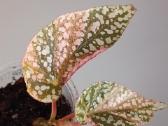 Begonia Snow Capped variegated - nuotraukos Nr. 3