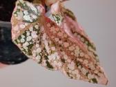 Begonia Snow Capped variegated - nuotraukos Nr. 4