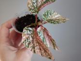 Begonia Snow Capped variegated - nuotraukos Nr. 5
