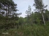 Žemės ūkio paskirties sklypas. Yra daug beržų - nuotraukos Nr. 5