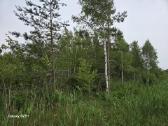 Žemės ūkio paskirties sklypas. Yra daug beržų - nuotraukos Nr. 6