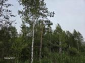 Žemės ūkio paskirties sklypas. Yra daug beržų - nuotraukos Nr. 7