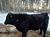 Angus jautis