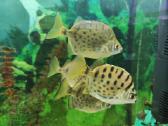 Parduodamos žuvys Selenotoca multifasciata