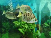 Parduodamos žuvys Selenotoca multifasciata - nuotraukos Nr. 2