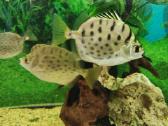 Parduodamos žuvys Selenotoca multifasciata - nuotraukos Nr. 3