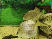 Parduodamos žuvys Selenotoca multifasciata - nuotraukos Nr. 5