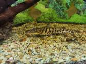 Parduodamos žuvys Pseudoplatystoma fasciatum