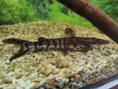 Parduodamos žuvys Pseudoplatystoma fasciatum - nuotraukos Nr. 2