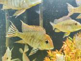 Parduodamos žuvys Geophagus tapajos
