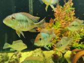 Parduodamos žuvys Geophagus tapajos - nuotraukos Nr. 2