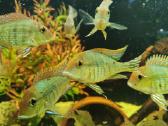 Parduodamos žuvys Geophagus tapajos - nuotraukos Nr. 3