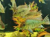 Parduodamos žuvys Geophagus tapajos - nuotraukos Nr. 4