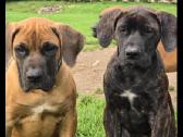 Kanaru dogas(presa canario)sulaukėme vados - nuotraukos Nr. 6