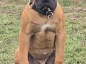 Kanaru dogas(presa canario)sulaukėme vados - nuotraukos Nr. 7