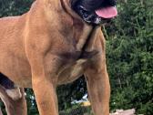 Kanaru dogas(presa canario)sulaukėme vados - nuotraukos Nr. 8