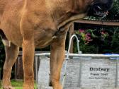 Kanaru dogas(presa canario)sulaukėme vados - nuotraukos Nr. 9