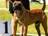 Kanaru dogas(presa canario)sulaukėme vados - nuotraukos Nr. 10