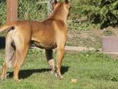 Kanaru dogas(presa canario)sulaukėme vados - nuotraukos Nr. 11