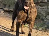 Kanaru dogas(presa canario)sulaukėme vados - nuotraukos Nr. 12