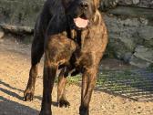 Kanaru dogas(presa canario)sulaukėme vados - nuotraukos Nr. 13