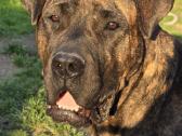 Kanaru dogas(presa canario)sulaukėme vados - nuotraukos Nr. 14