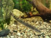 Parduodamos žuvys Polipterus endlicherii - nuotraukos Nr. 2