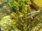 Parduodamos žuvys Polipterus endlicherii - nuotraukos Nr. 3