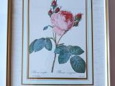Paveikslas "Rože" Pierre Joseph Redaute 1830 met. - nuotraukos Nr. 7