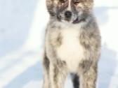Tigriniai akita inu - nuotraukos Nr. 2