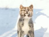 Tigriniai akita inu - nuotraukos Nr. 3