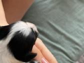 Byver (Bywer) Biever Terrier Berniukai - nuotraukos Nr. 21