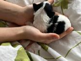 Byver (Bywer) Biever Terrier Berniukai - nuotraukos Nr. 22