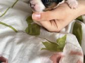 Byver (Bywer) Biever Terrier Berniukai - nuotraukos Nr. 18