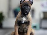 Belgų aviganių Malinua (Belgian Malinois) šuniukai - nuotraukos Nr. 2