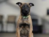 Belgų aviganių Malinua (Belgian Malinois) šuniukai - nuotraukos Nr. 3