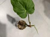 Philodendron fibrosum - nuotraukos Nr. 4
