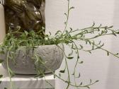String of dolphins (curio peregrinus)