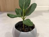 Ficus Benghalensis