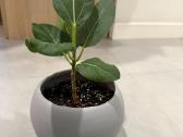 Ficus Benghalensis - nuotraukos Nr. 3