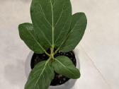 Ficus Benghalensis - nuotraukos Nr. 2