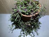 Senecio royal flush / othona capiensis